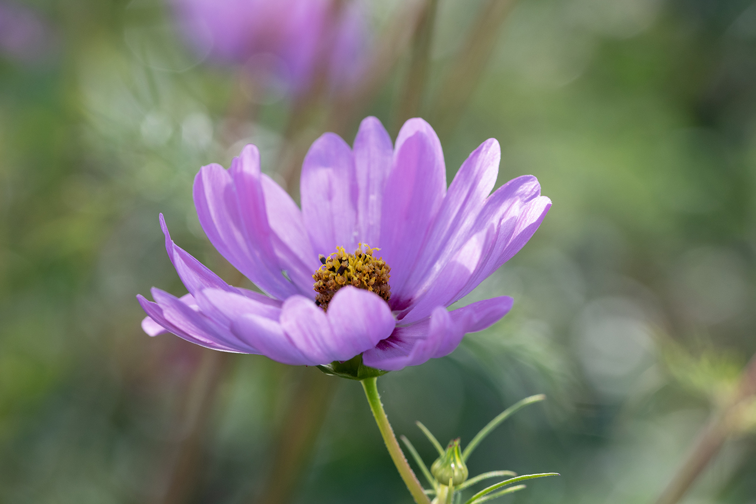 Blüte