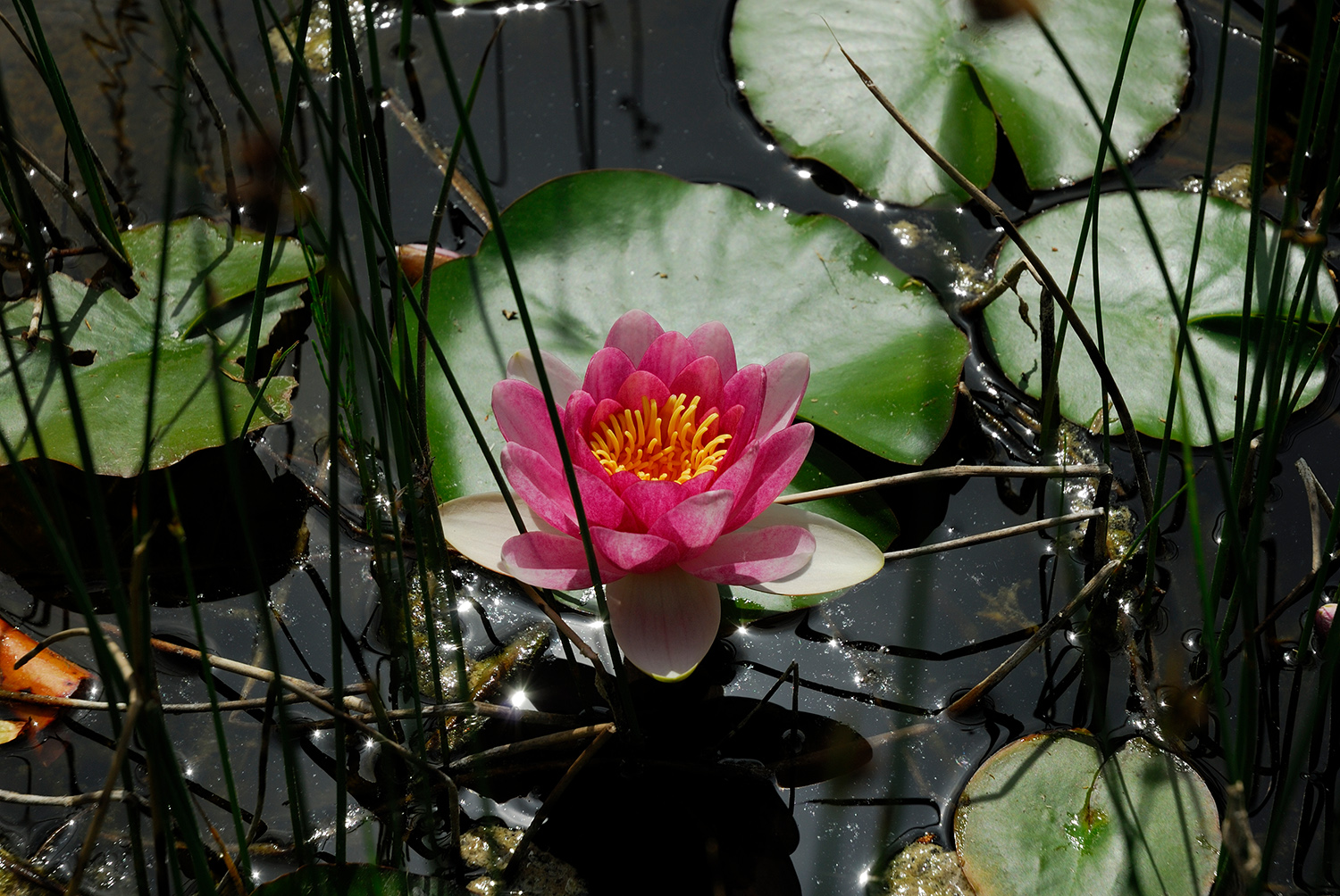 Seerose
