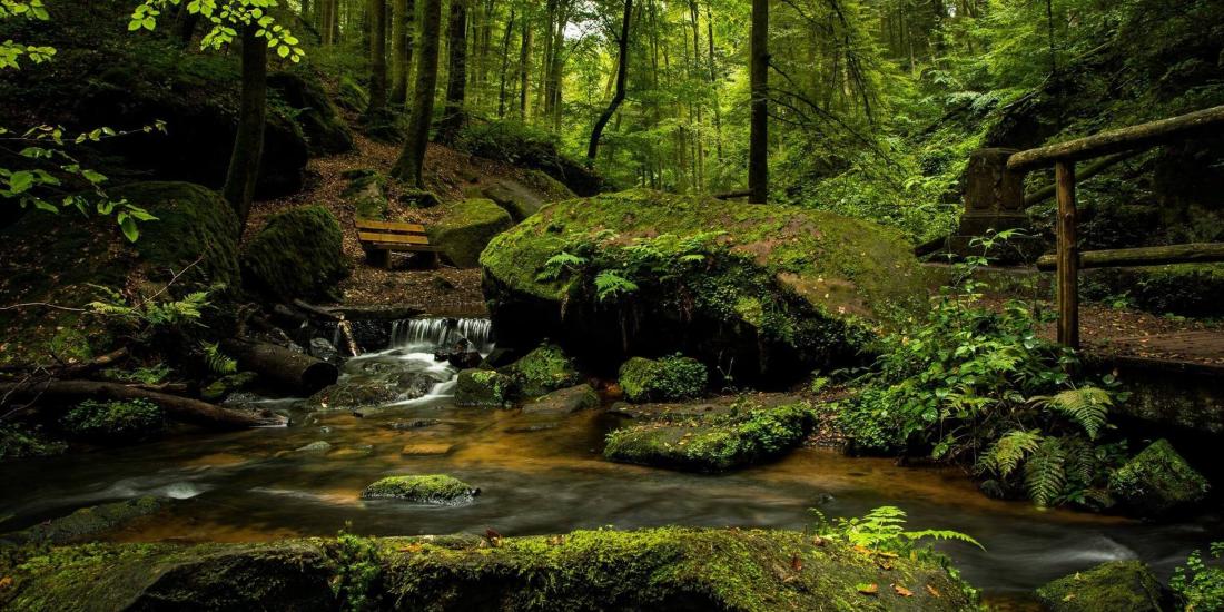 Wald