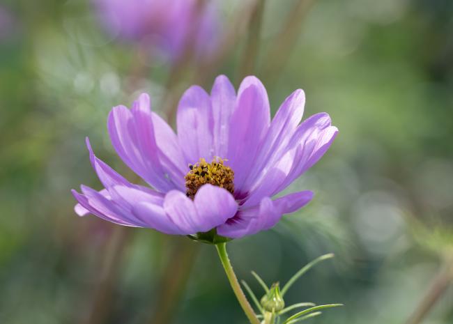 Blüte Blüte