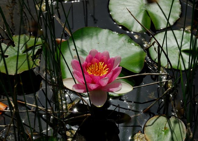 Seerose Seerose