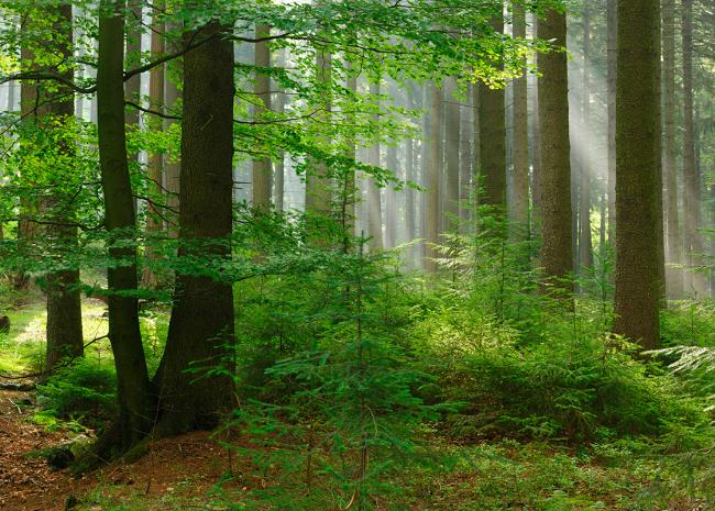 wald Wald