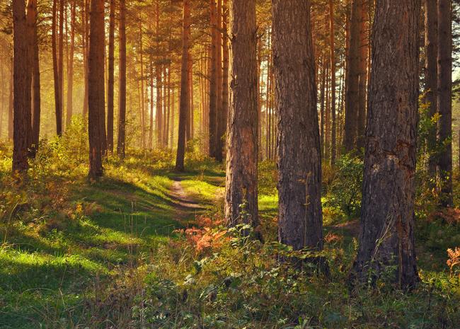 Wienerwald Wienerwald