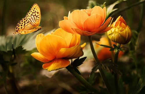 Schmetterling landet auf einer Blume